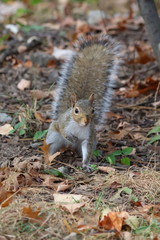 grey squirrel