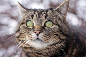 Das Gesicht einer braun-schwarzen Katze mit großen Augen