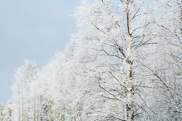 Winter trees under snow, natural background