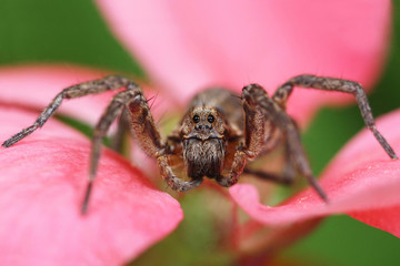 Wolf spider in natural habitat