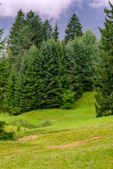 Hügelige Wiese in den Voralpen bei Reutte, Österreich