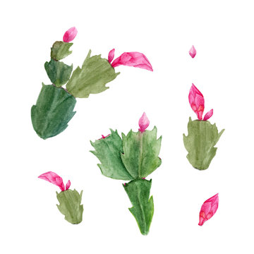 Set of watercolor Zigokaktus Schlumbergera flowers isolated on white background.