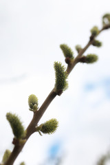 pussy willow tree