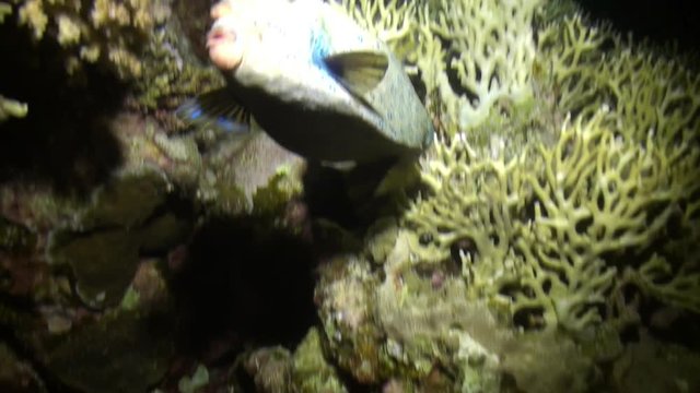 Scuba diving with giant fish Common lionfish Pterois volitans in Red sea. Relax underwater video about devourer of marine inhabitants.