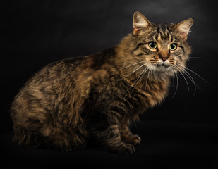 Portrait of a cute long-haired tabby cat on a black background.