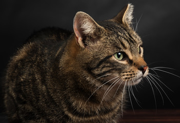 Close-up portrait of a cute tabby cat on a black background.