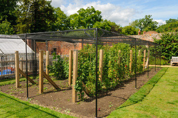 Raspberries, blackberries, blueberries, and other soft fruit growing underneath a net to keep out birds