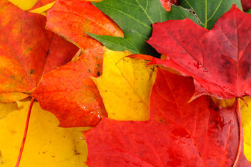 Red and yellow autumn colours coloured sycamore maple leaf leaves leafs