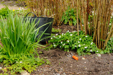 Hand fork lies on the soil beside a bucket for weeding a garden