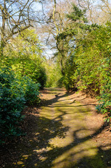 Empty path through a forest