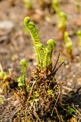 Fronds of a fern plant unfurl during spring.