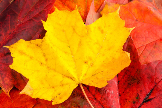 Red and yellow autumn colours coloured sycamore maple leaf leaves leafs