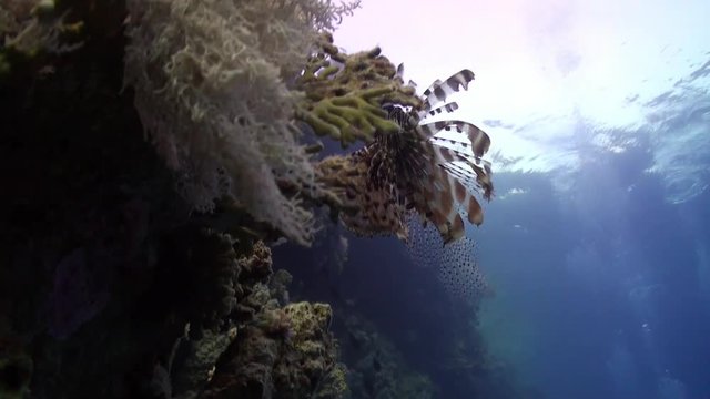 Giant striped poisonous fish Common lionfish Pterois volitans in Red sea. Sharp fins. Relax underwater video about devourer of marine inhabitants.