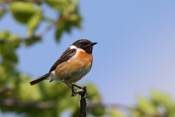 European Stonechat (Saxicola rubicola), male