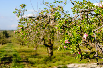 Apple trees in bloom in a County Armagh orchard