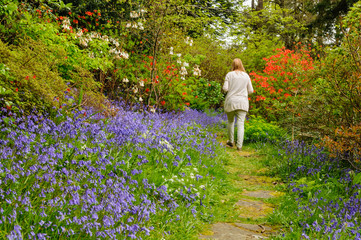 A woman walks along a path through a field of bluebells