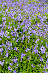 Fototapeta premium A field of bluebells