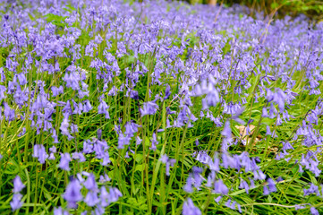 Fototapeta premium A field of bluebells
