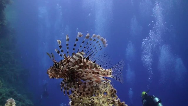 Scuba diving with giant fish Common lionfish Pterois volitans in Red sea. Relax underwater video about devourer of marine inhabitants.