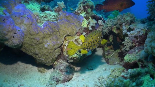 Yellow boxfish Ostraciidae fish with spots of Red sea. Bright marine nature on background of beautiful lagoon.