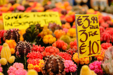 Multi coloured cacti on sale at the Amsterdam Bloemenmarkt  flower market
