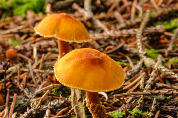 Gymnopilus picreus growing on a forest floor