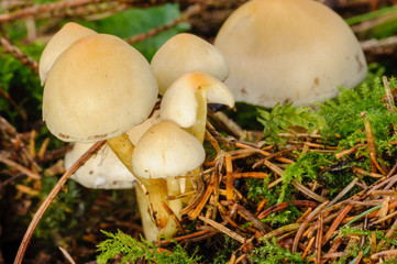 Hygrophorus chrysodon growing on dead wood