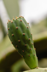 Prickly pear cactus at the Jardin Majorelle, Marrakech, Morocco