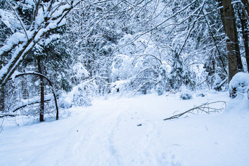 winter scenery forest covered up with snow