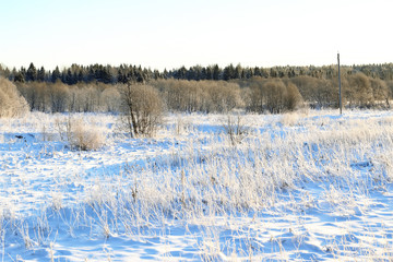 branch of the plant covered with snow winter macro