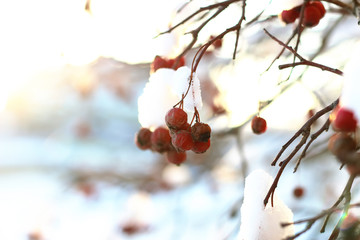 branch of the plant covered with snow winter macro