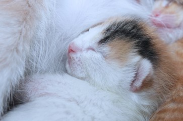 NEWBORN CALICO KITTEN