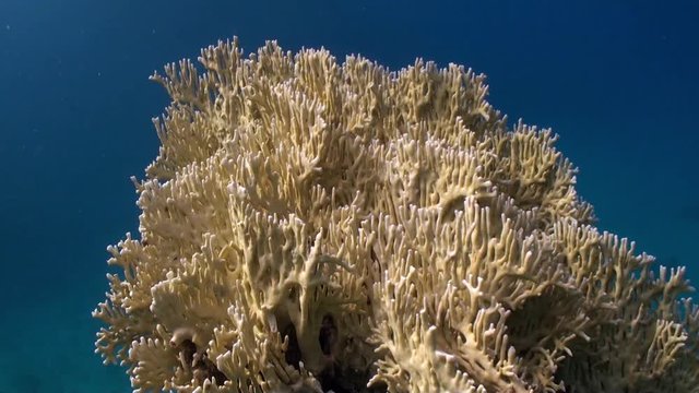 Close-up of coral underwater in Red sea. Bright marine nature on background of beautiful lagoon.