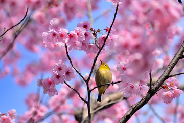 満開の陽光桜とメジロ
