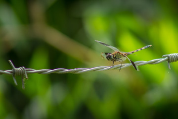dragonfly
