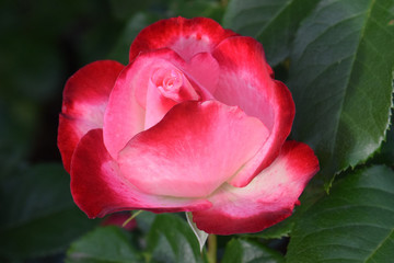 Cherry Parfait Rosebud