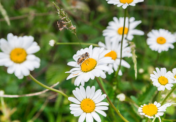 A bee perched on a daisy
