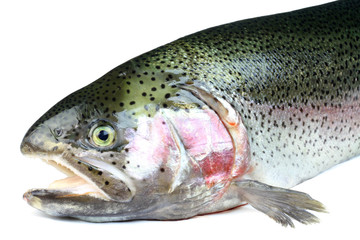 Salmon fish on white background.