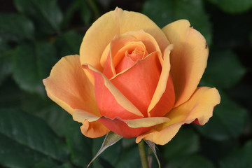 About Face Rose Profile 01