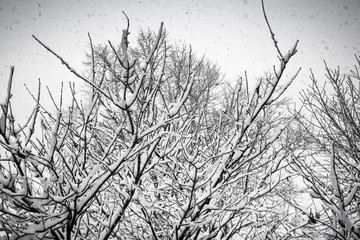 Snow in the branch of a tree showing winter weather