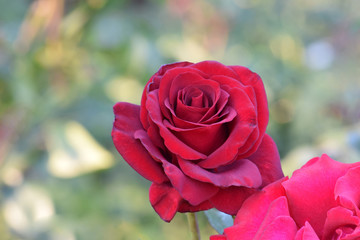 Black Magic Rose 02