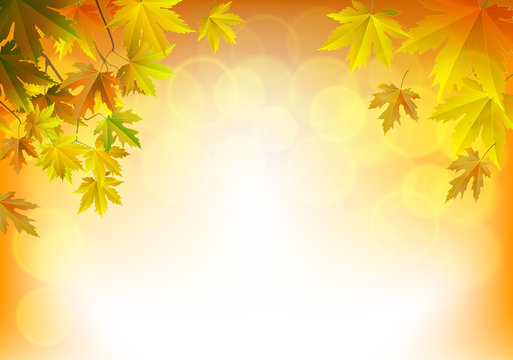 Autumn leaves maple and with papper background
