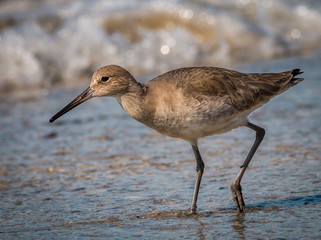 Willet