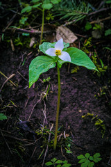 Trillium Vignette 02