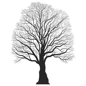 Tree Silhouette. Black bare oak outline. Detailed image. Vector