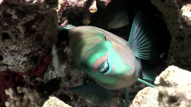 Rusty parrotfish Scarus Ferrugineus peeps out from under coral Red sea. Relax underwate video about Scaridae fish in marine nature of beautiful lagoon.