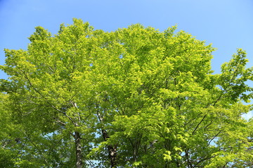 ブナの新緑　Fresh green Japanese beech forest