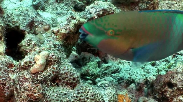 Rusty parrotfish Scarus Ferrugineus eating coral underwater Red sea. Relax video about Scaridae fish in marine nature of beautiful lagoon.