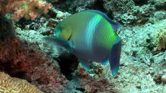 Rusty parrotfish Scarus Ferrugineus eating coral underwater Red sea. Relax video about Scaridae fish in marine nature of beautiful lagoon.