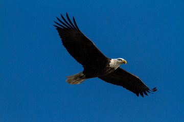 Naklejka premium Soaring Bald Eagle